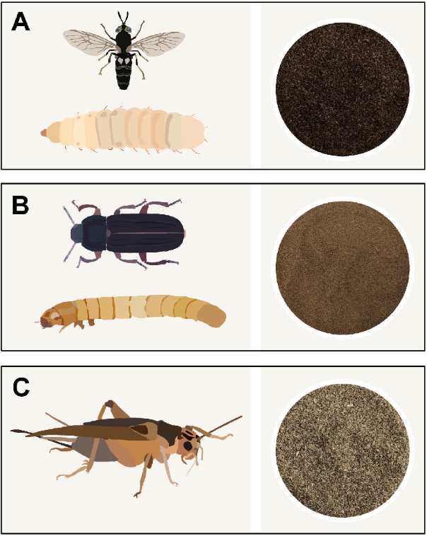 Insect species approved in the EU for food.PNG